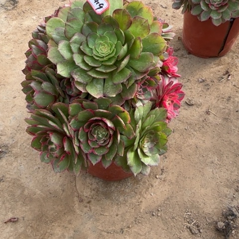 6-119粉花妖处理不售后多肉