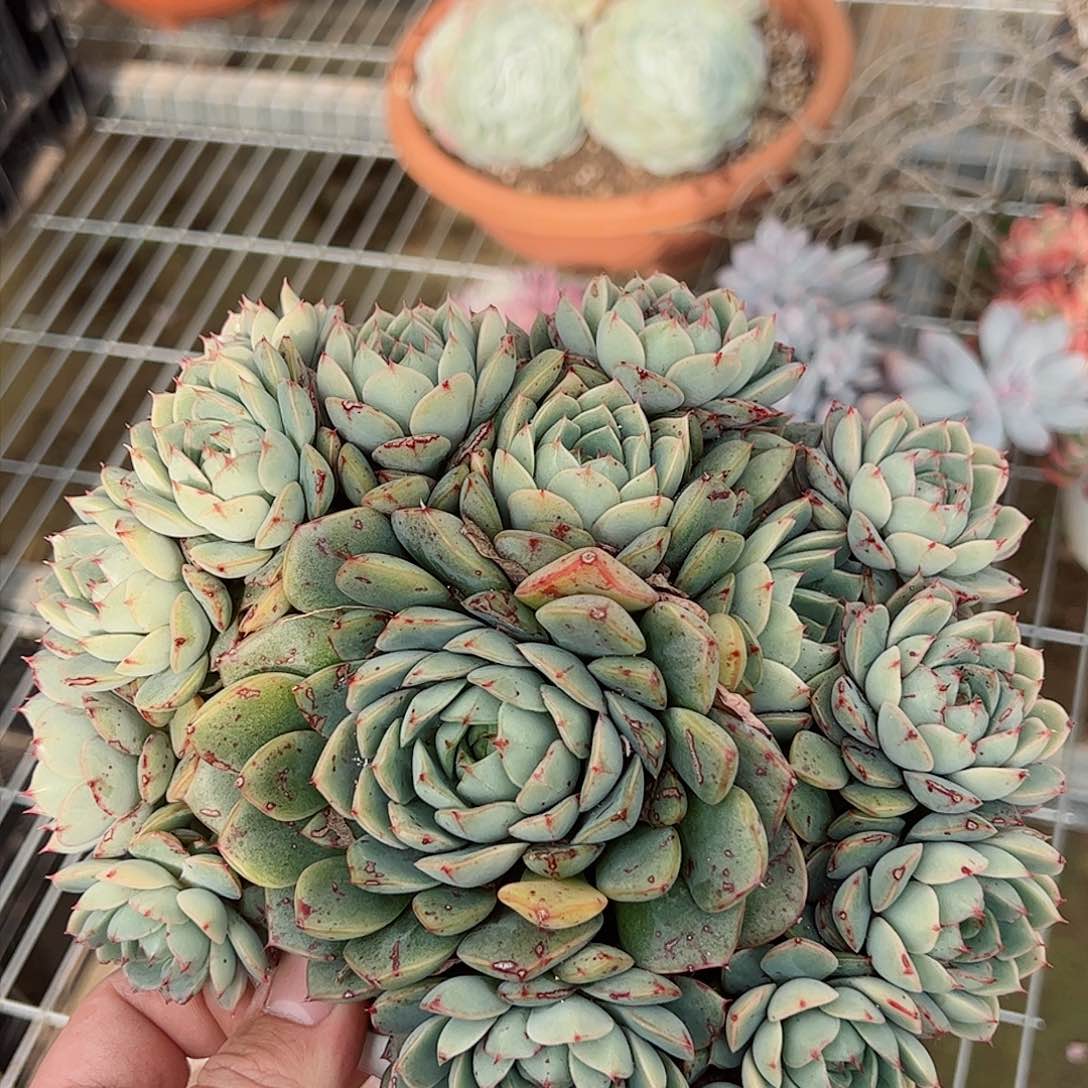 大盆法比奥拉玫瑰老桩