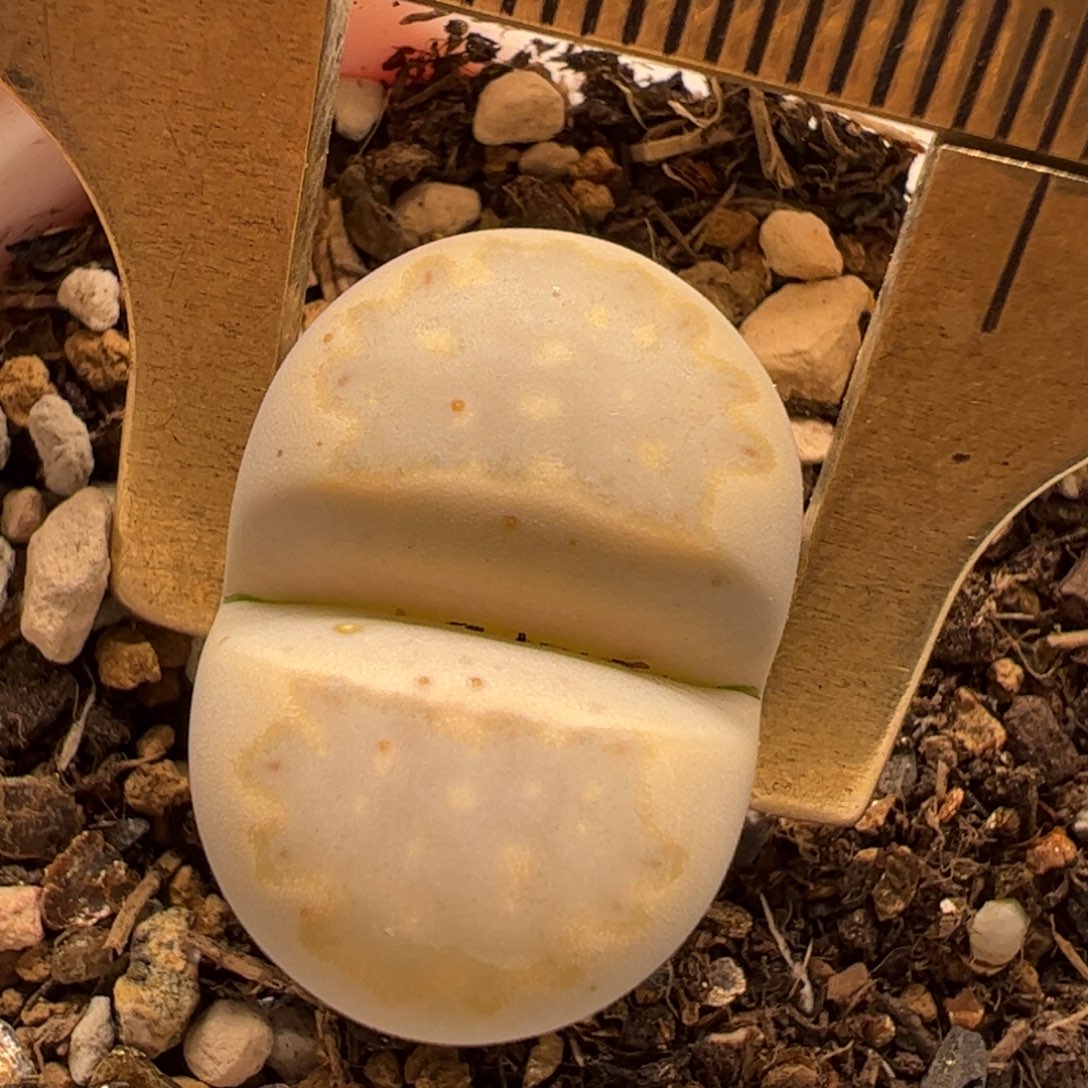 奶油饼干多肉植物百科