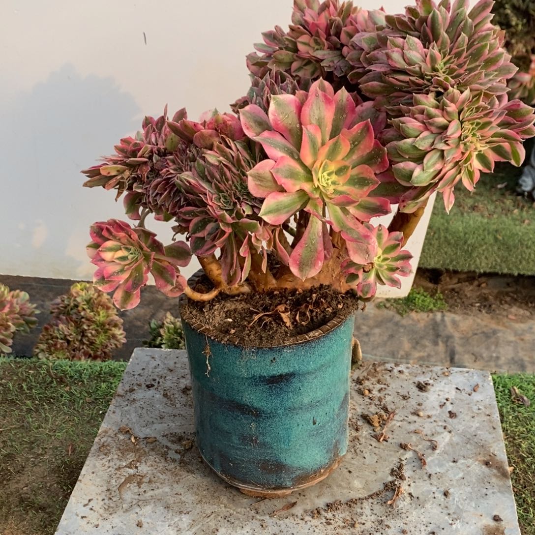 0253号粉女巫缀化1颗