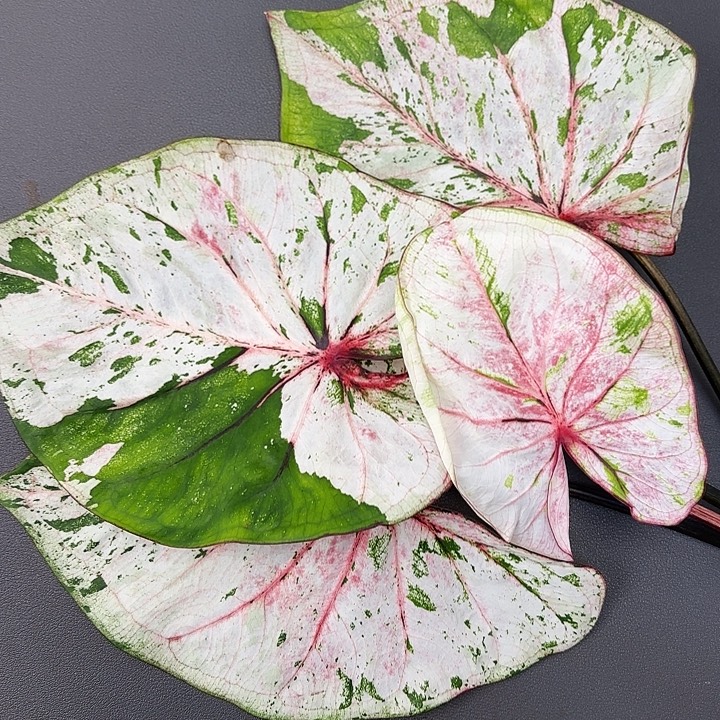 50-1206PJT开播福利广东现货