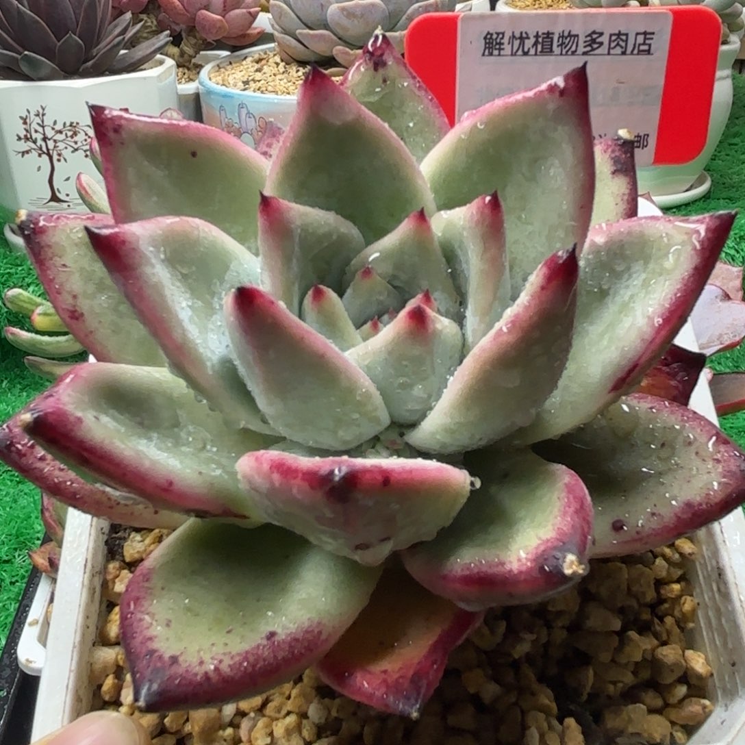 解忧多肉植物编号63