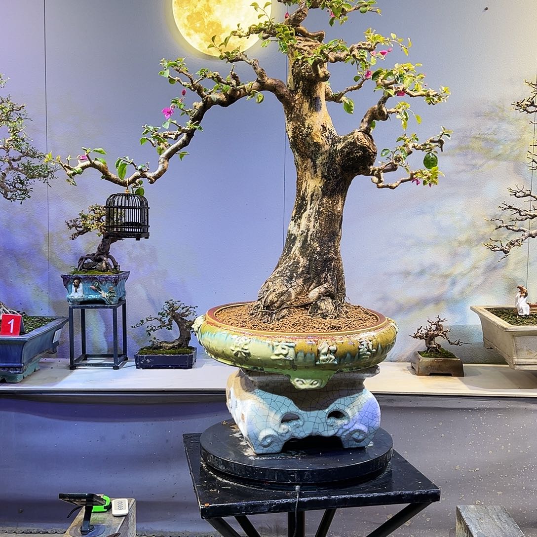 涛***的无花朵岭南盆景三角梅盆景