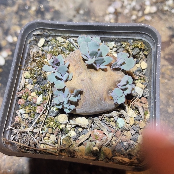 满38包邮2天凑单，脱土晾根发货多肉植物产地格加