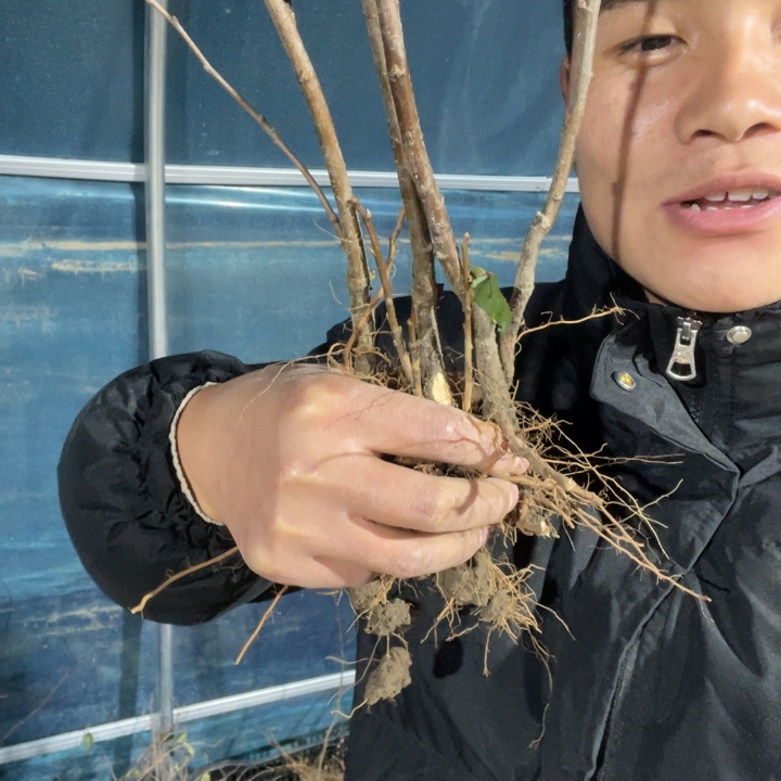 红千鸟海棠花一颗苗