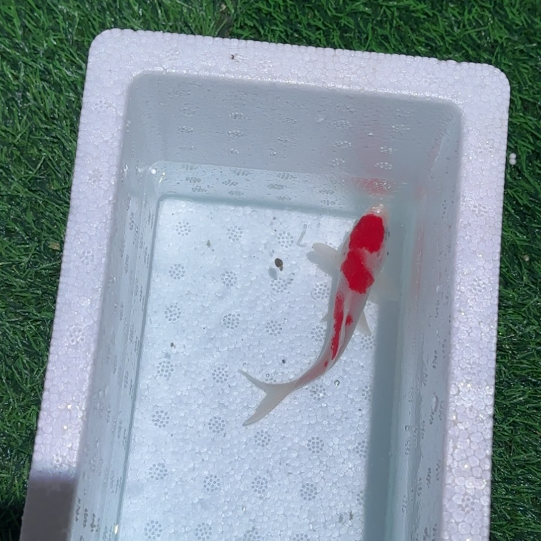 海水鱼锦鲤观赏鱼锦鲤