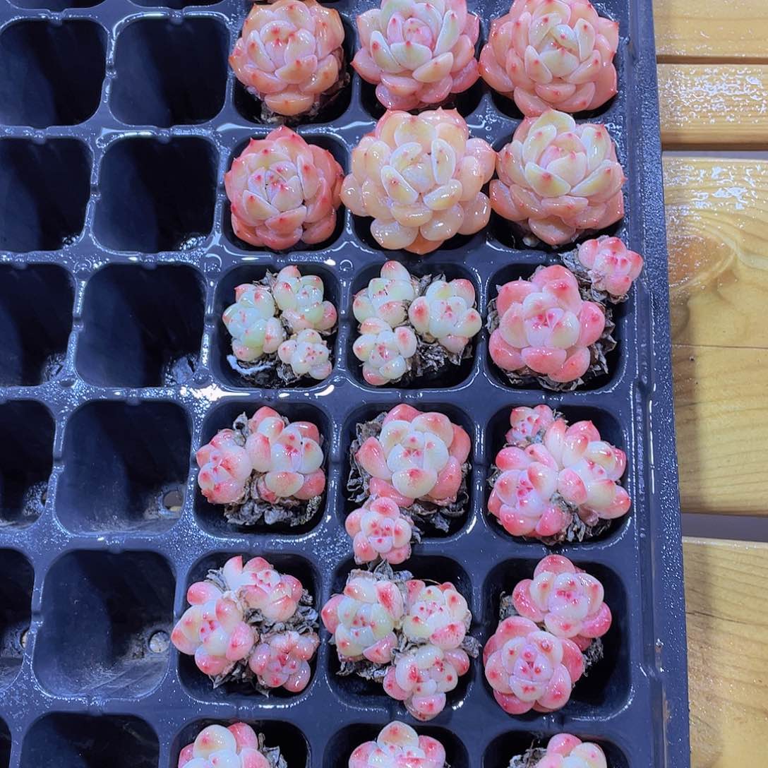 242号 小可爱美肉7个
