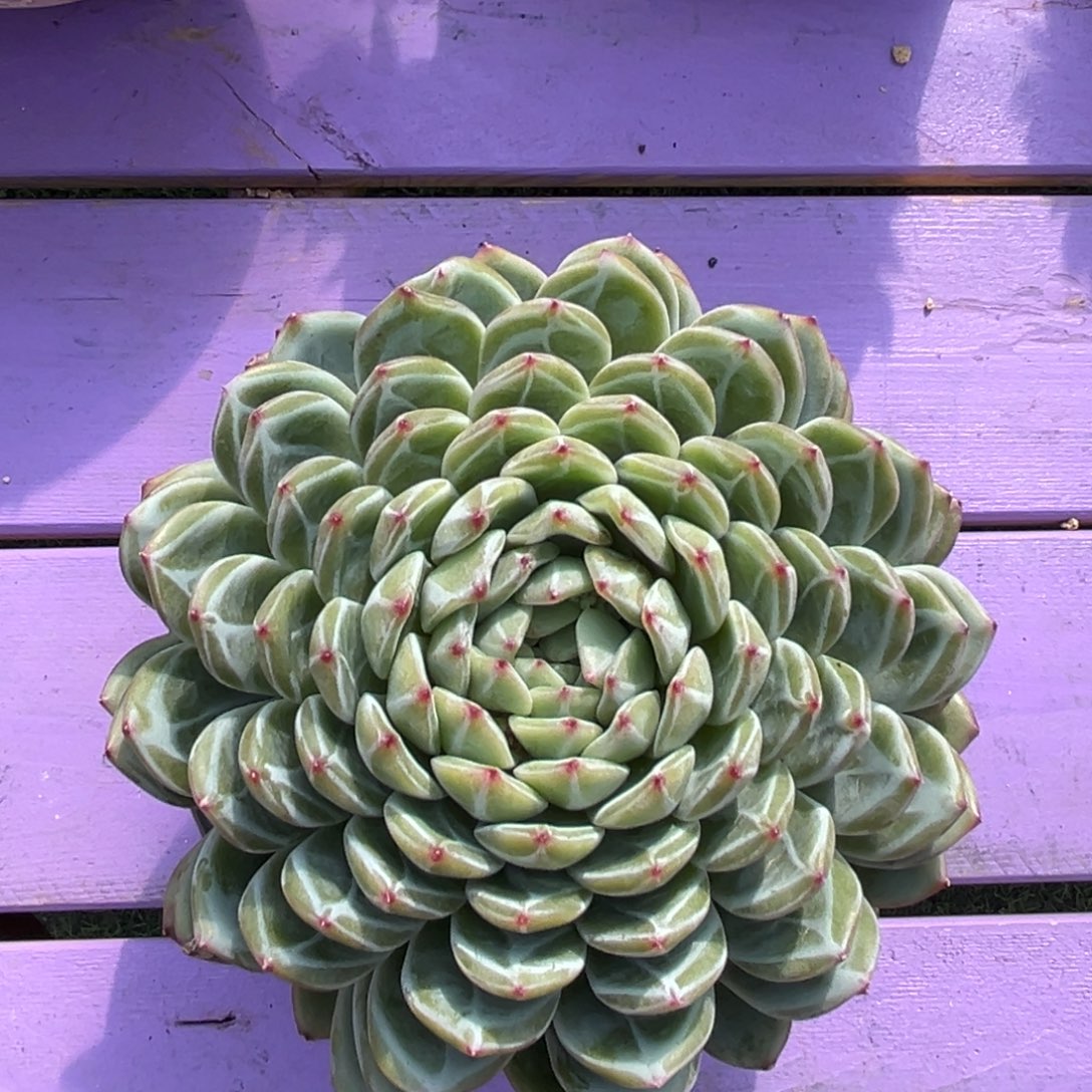 大雪花珍妮一物一拍