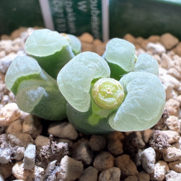 20。 青蛙种源优选五年2151。 福利。 