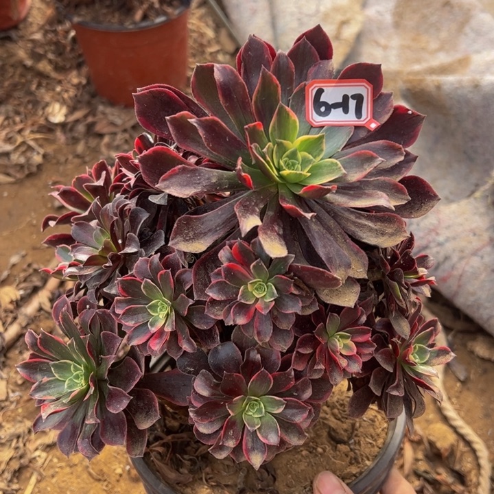 金丝却多肉植物6-17微瑕