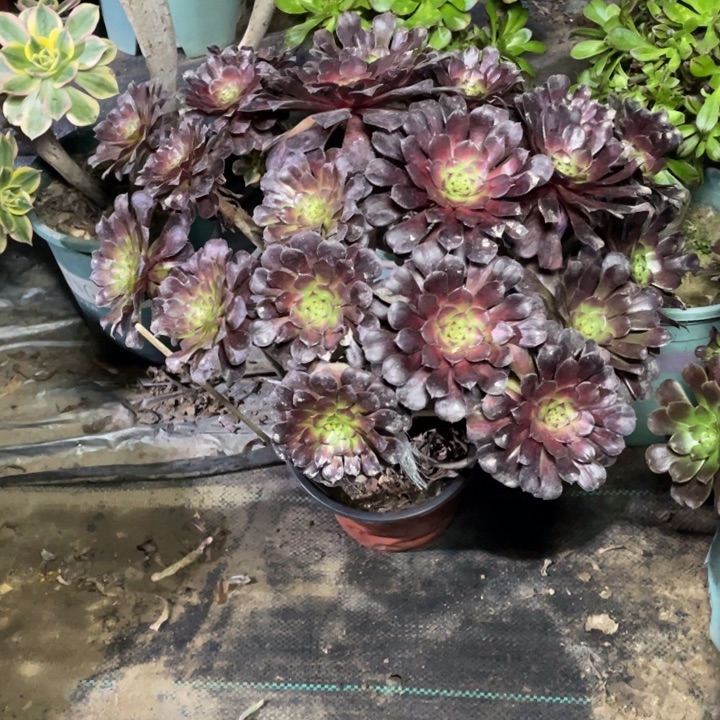 41红铜中斑多肉植物多肉多肉