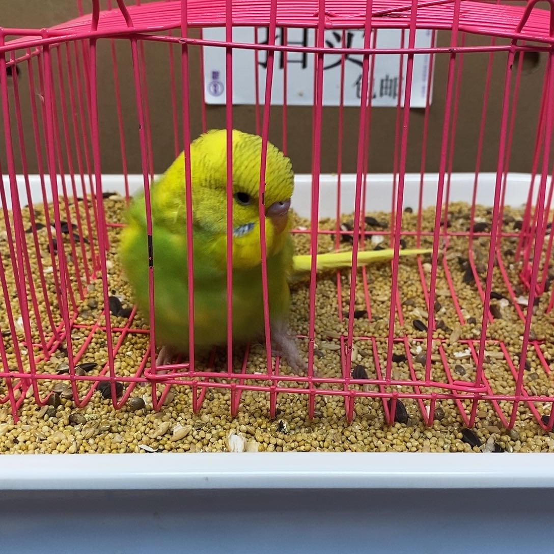 虎皮鹦鹉大头虎皮