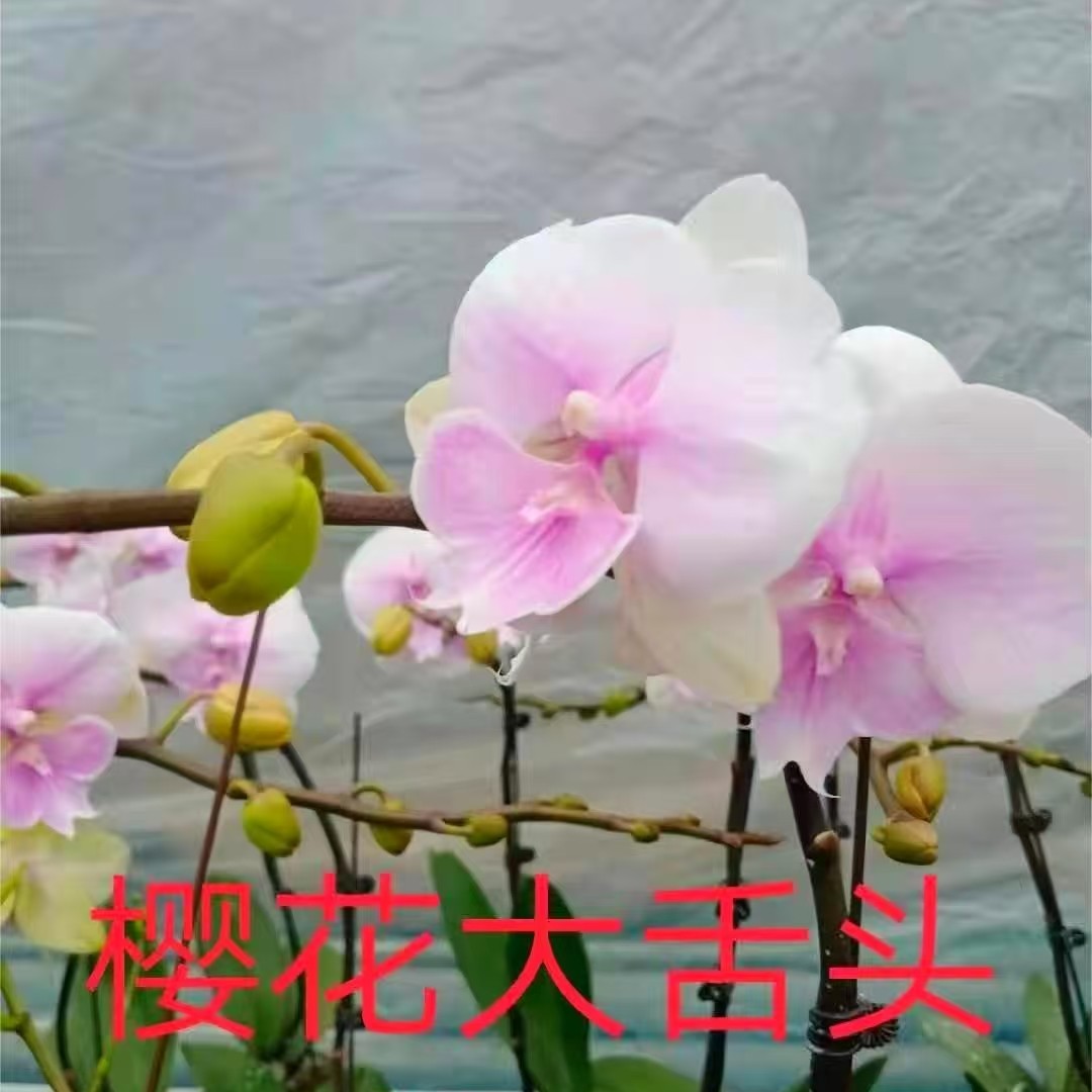 蝴蝶兰-樱花大舌头（也叫甜美人苗3.5寸杯（无花 轻有微叶伤）