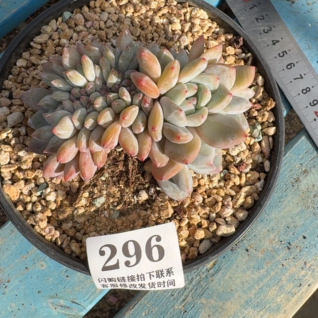 296星影缀化切底9cm左右