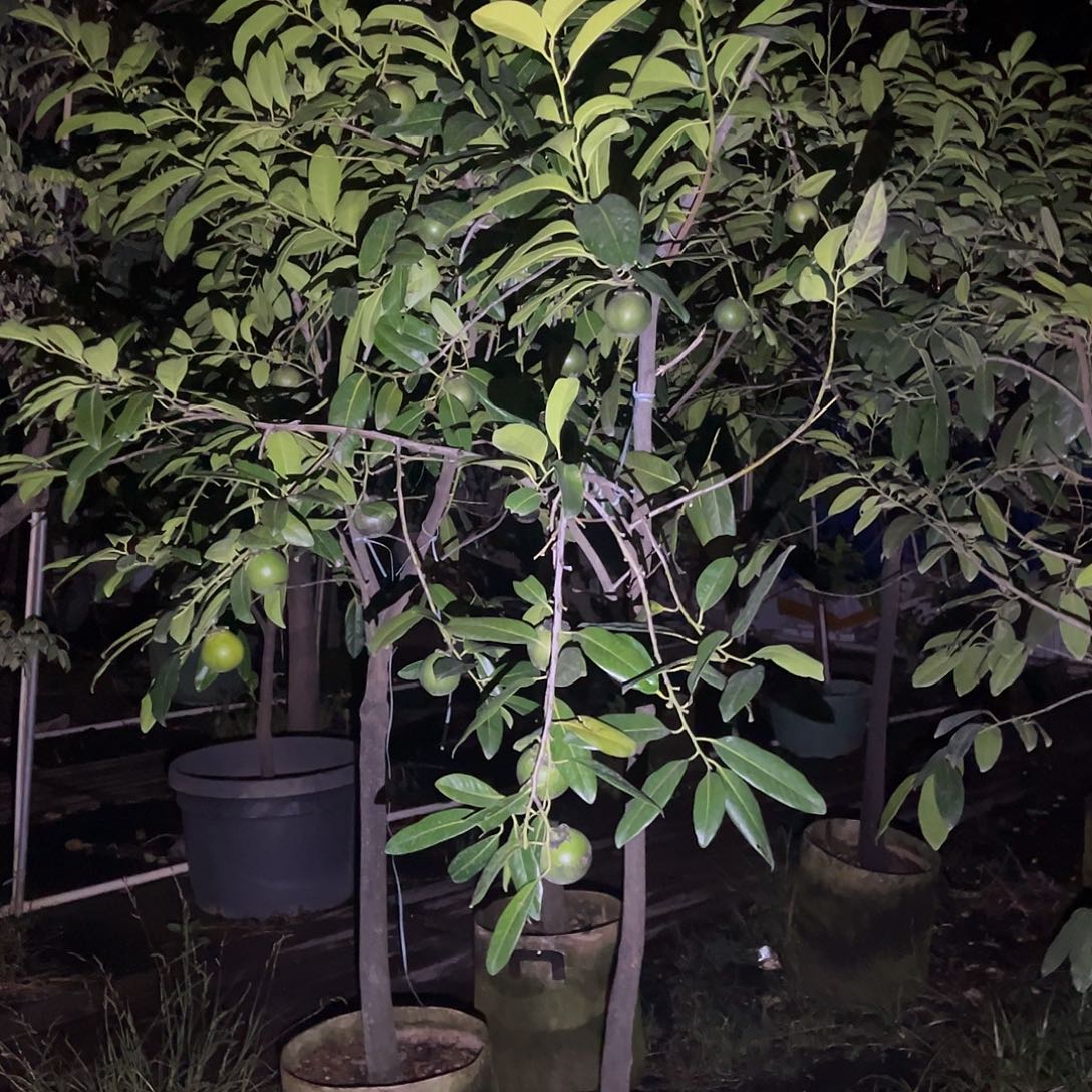 ～***～无花朵我也想要这样