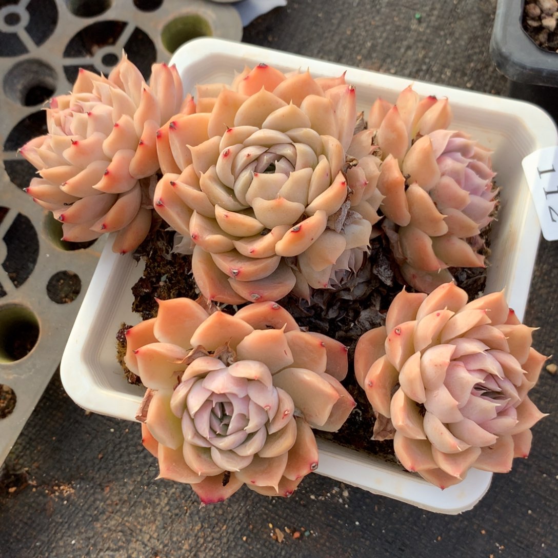 113新年快乐发发发