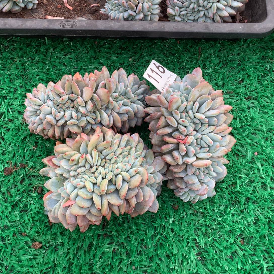 116橙子缀多肉植物组合