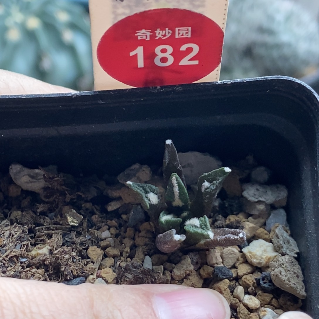 实生四年半黑牡丹一颗仙人球