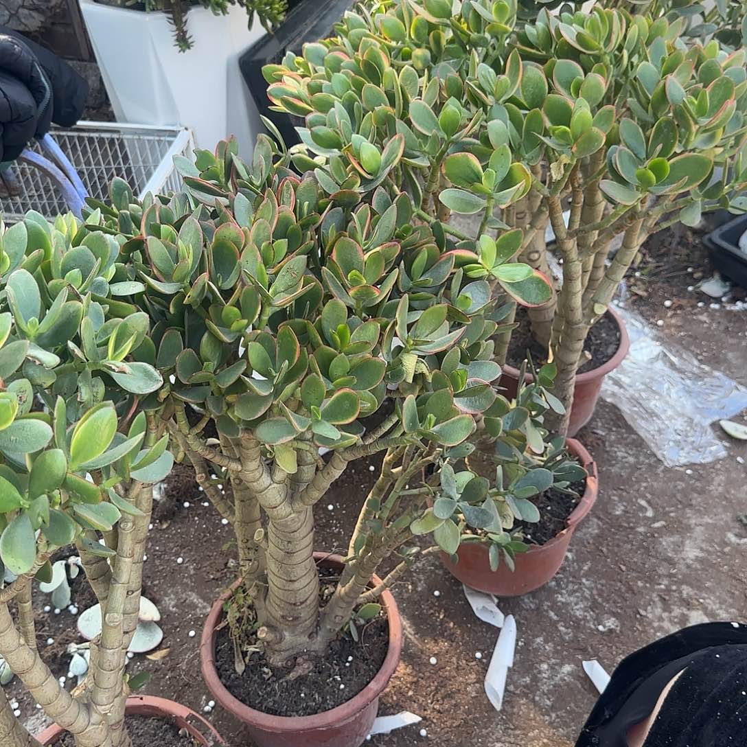 绝***紫新花月锦一物一拍4颗