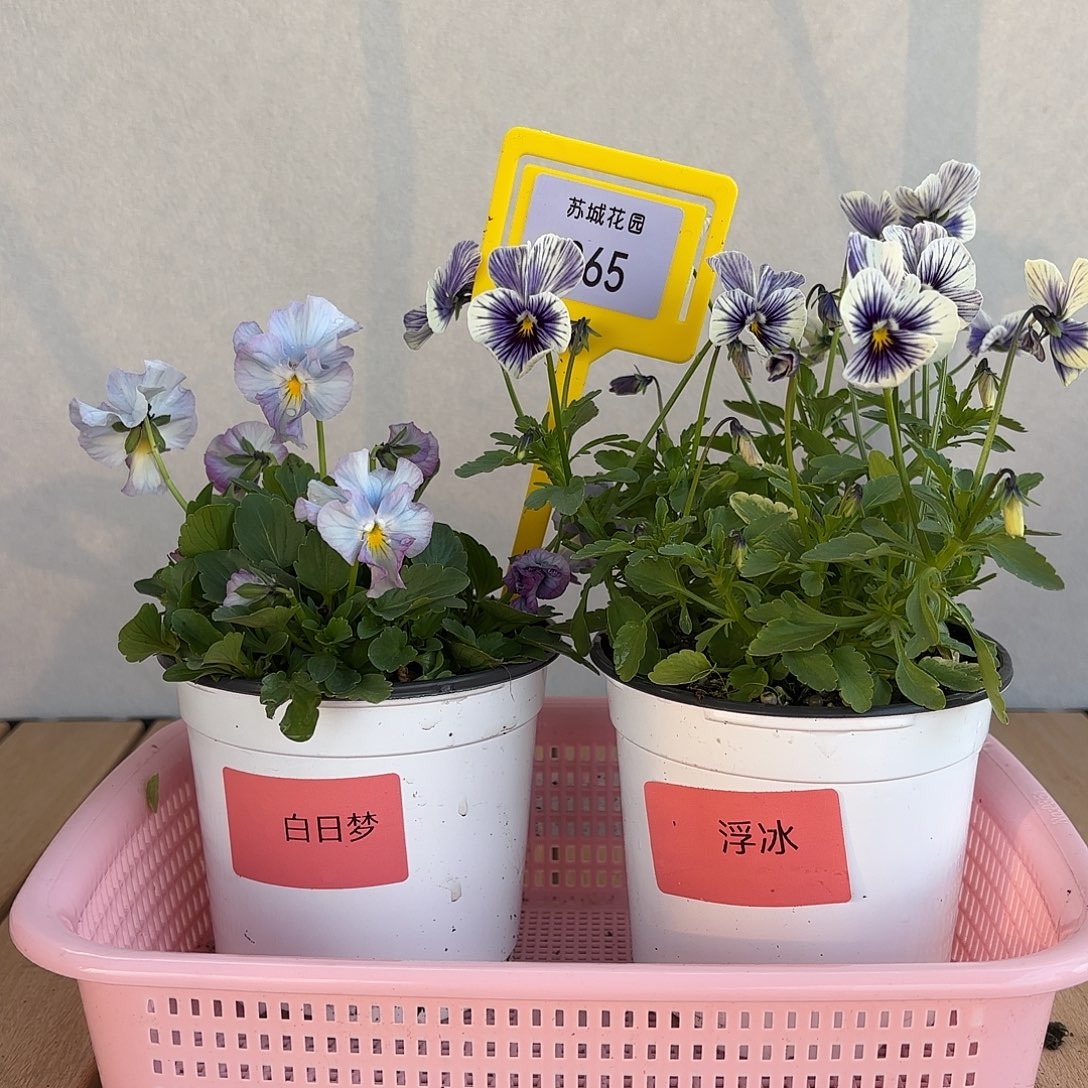 大部分开放少量花苞265