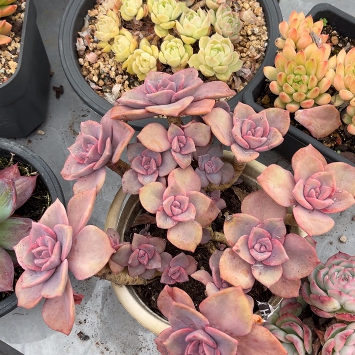 彩虹糖23108多肉植物