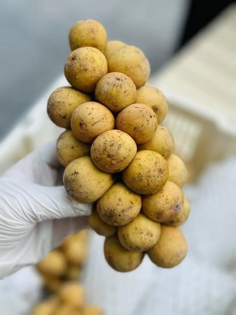 【龙宫果】泰国进口空运龙宫果热带水果