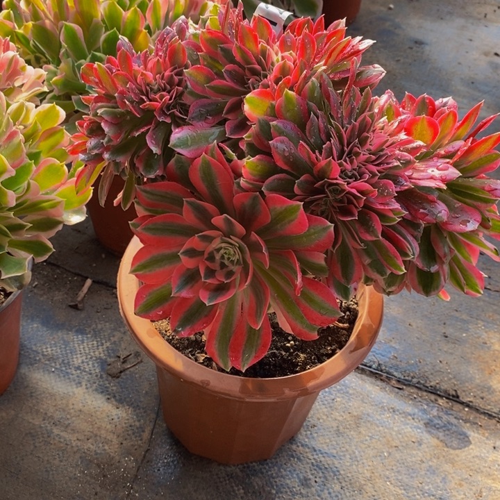 时*112 粉女巫缀化的