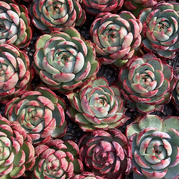 惊鸿1号福利随机发货