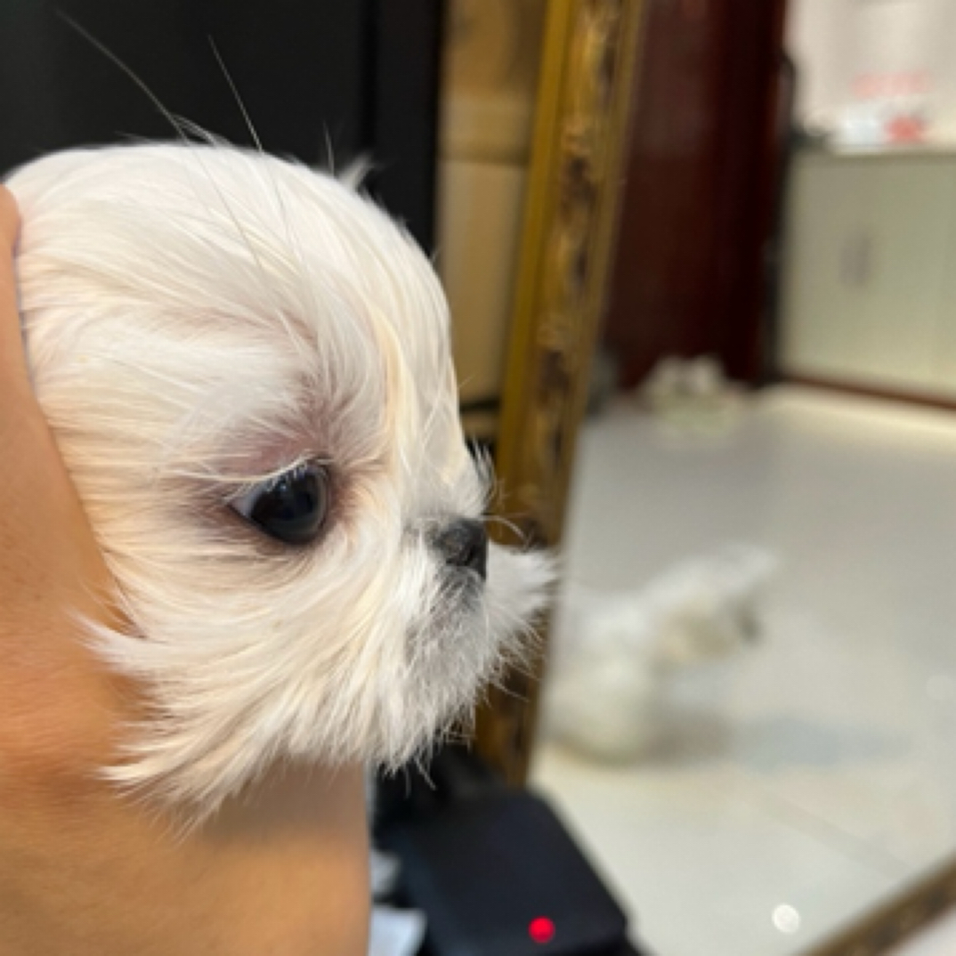 种母级马尔济斯犬