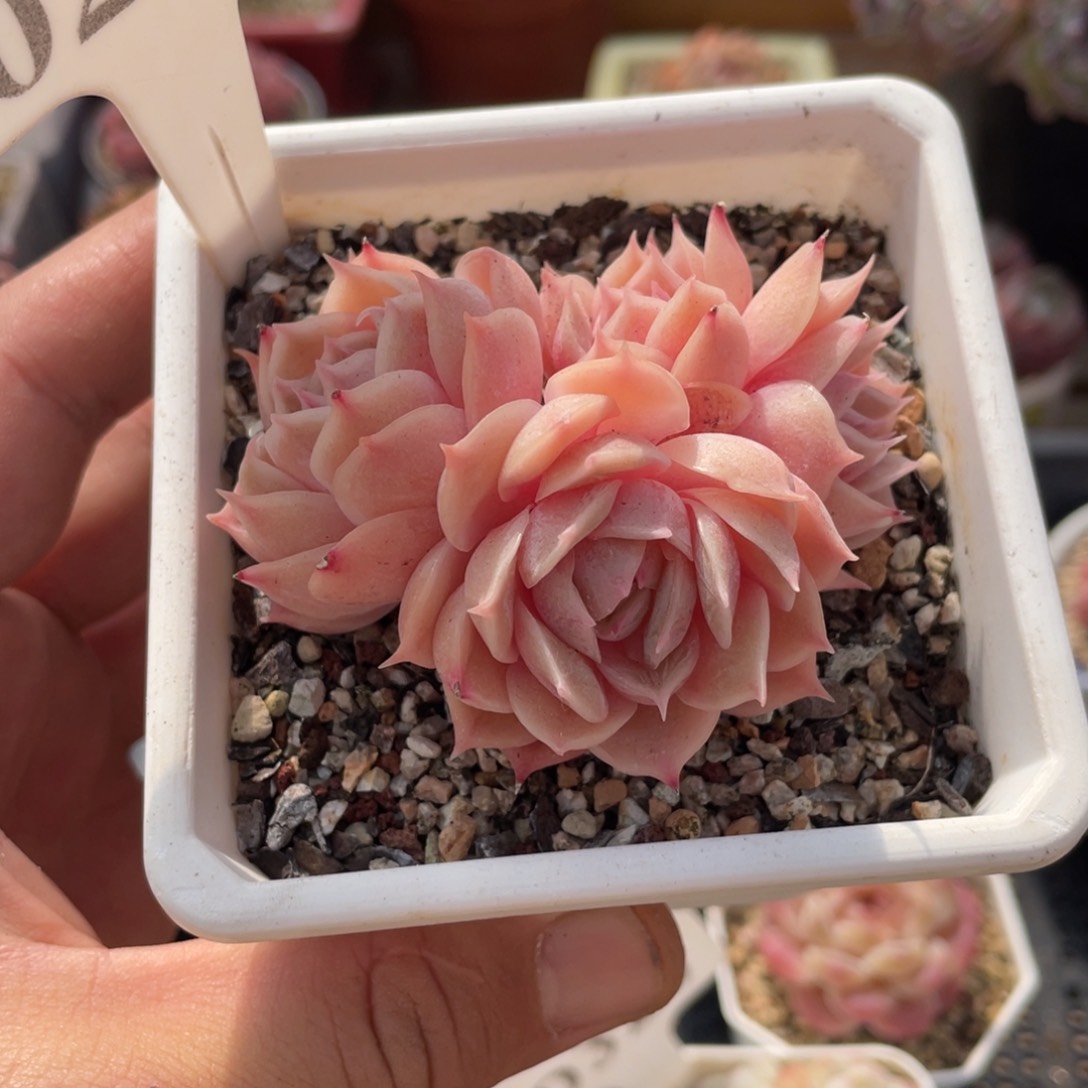 0278盎司诺不带盆7厘米