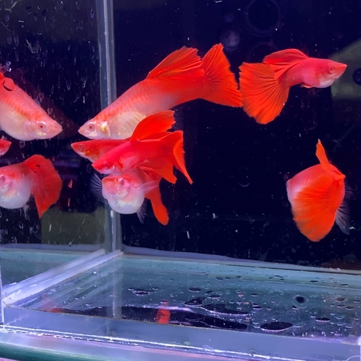 孔雀鱼紫麟血红3对