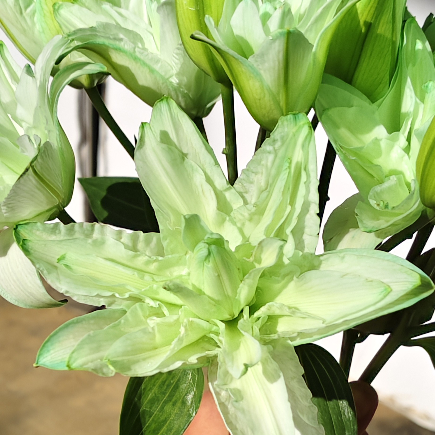 【大小王】绿野仙踪 吸色重瓣 两单顺丰冷链 一单普通快递