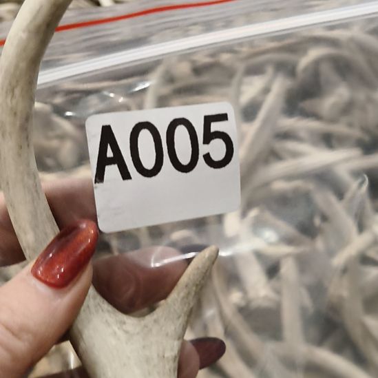 义***鹿角鹿角鹿角鹿角鹿角