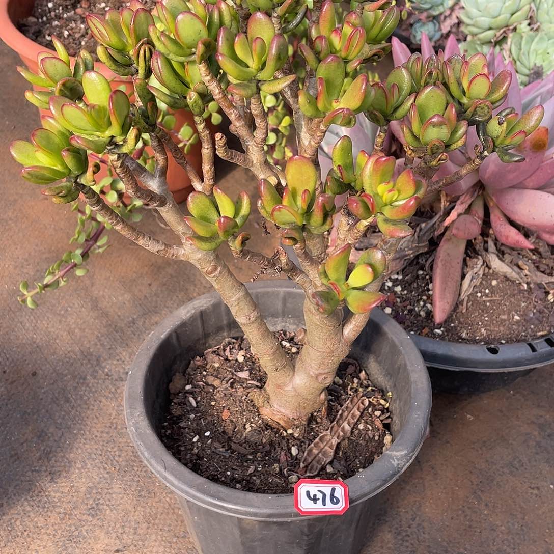 476猫一物一拍多肉