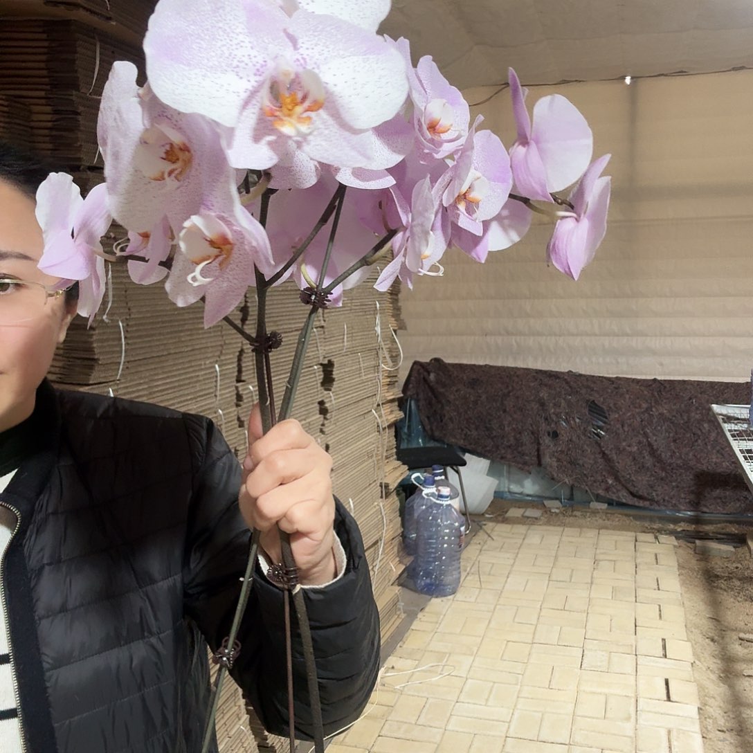 完全开放奥尔堡2颗125