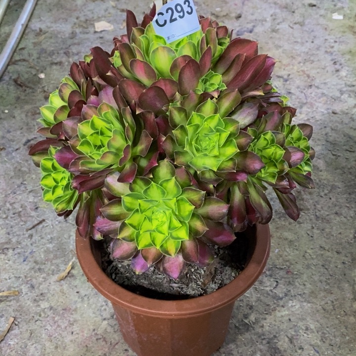 韶华多肉植物293