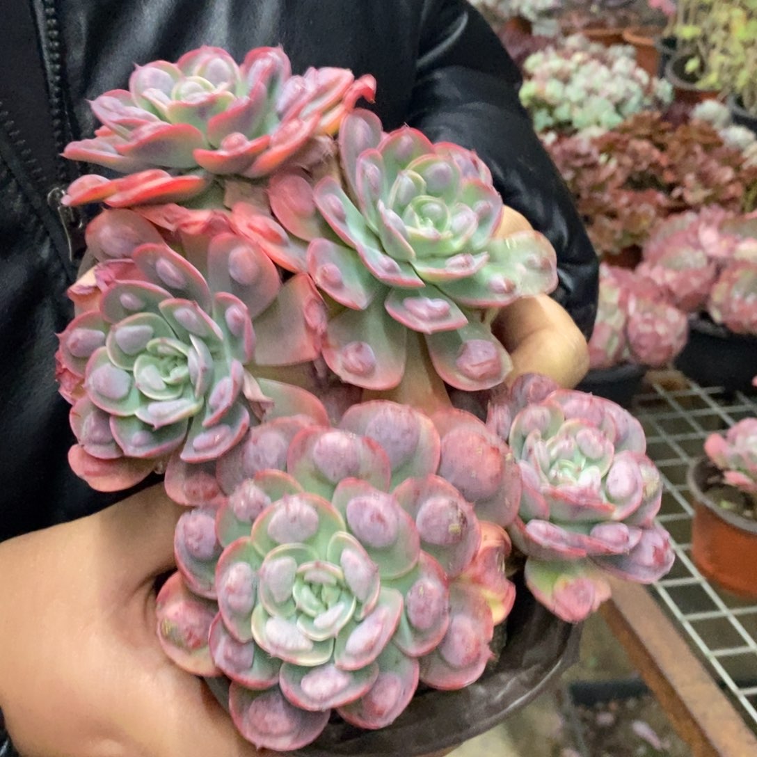 雨滴双头小老桩两盆，120杯