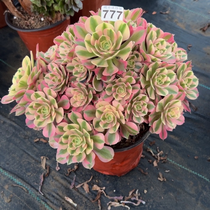 粉女巫777多肉法师一物一拍