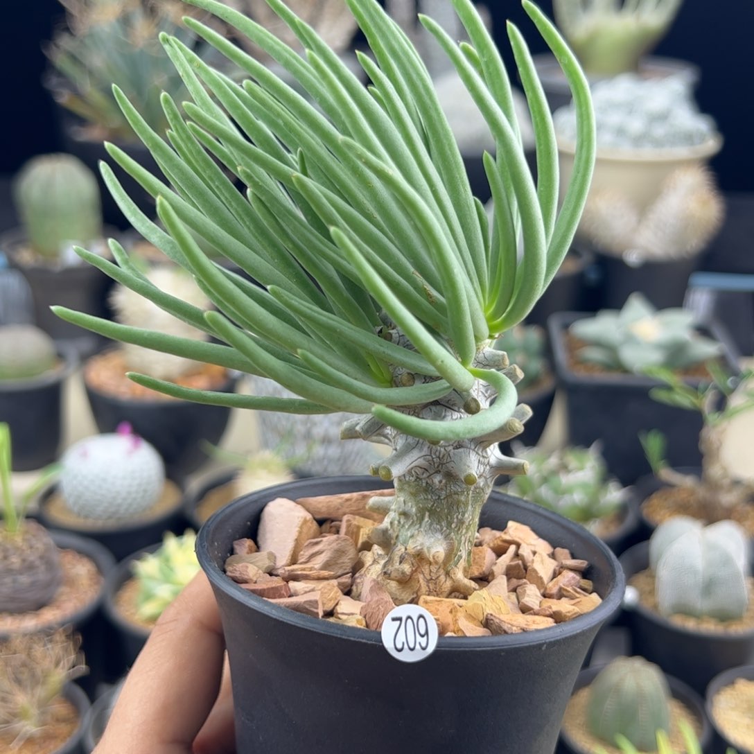 钟馗奇峰锦一物一拍