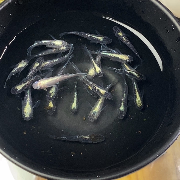 青鳉鱼紫金极龙55号