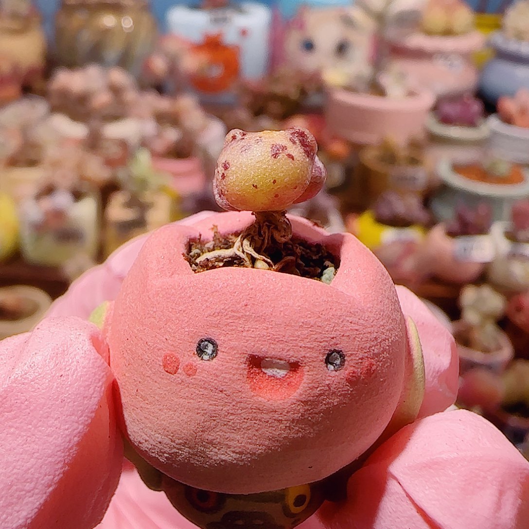 小***嘛T mini黄金猫耳带盆土盆口1.5cm