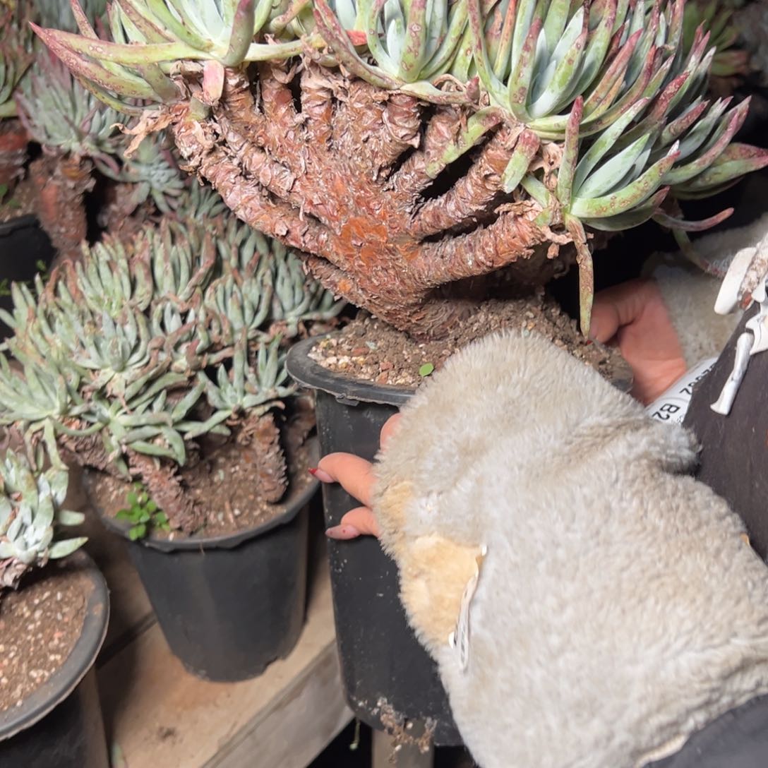 2660法瑞诺莎杂缀化缀板