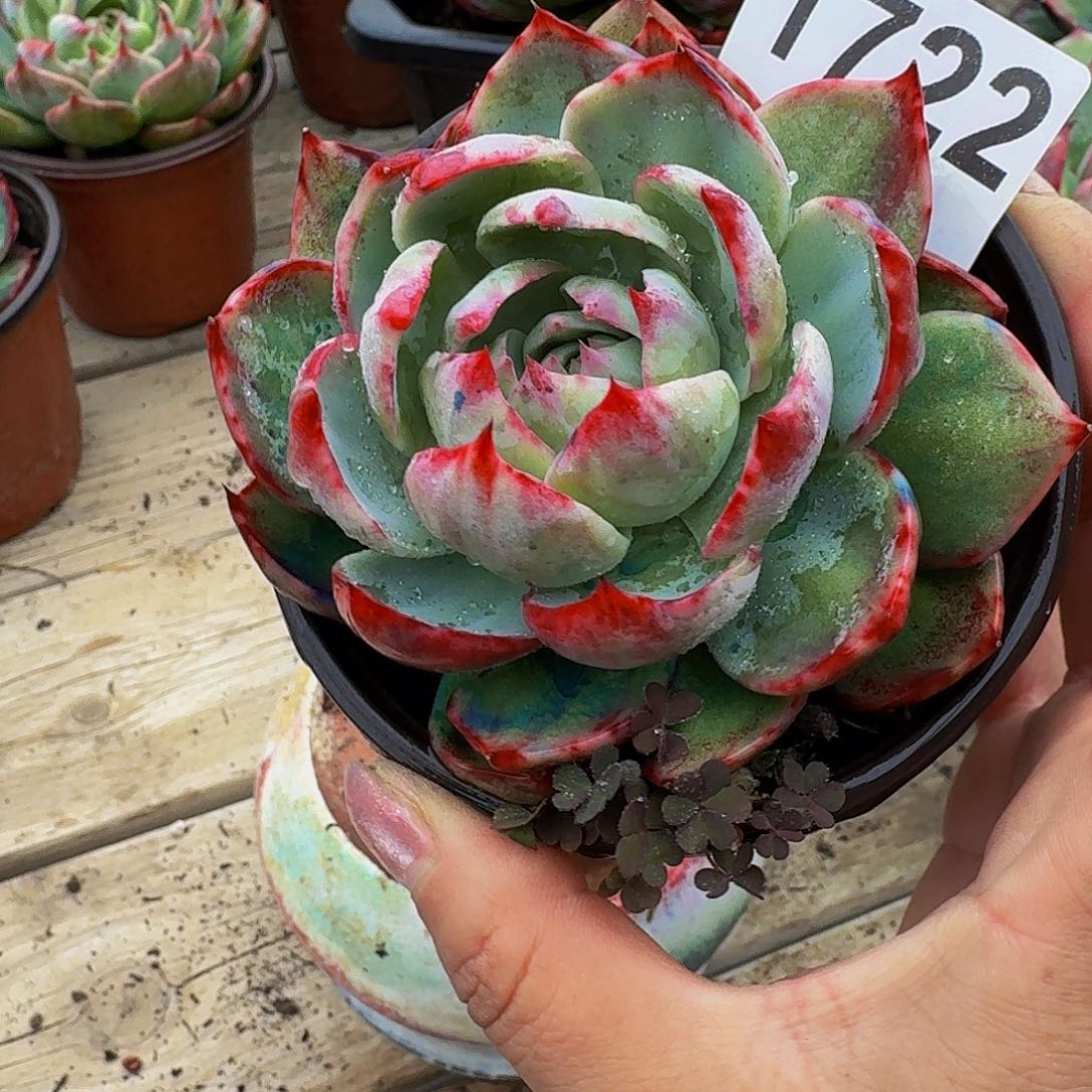 惊鸿仙子 1722........