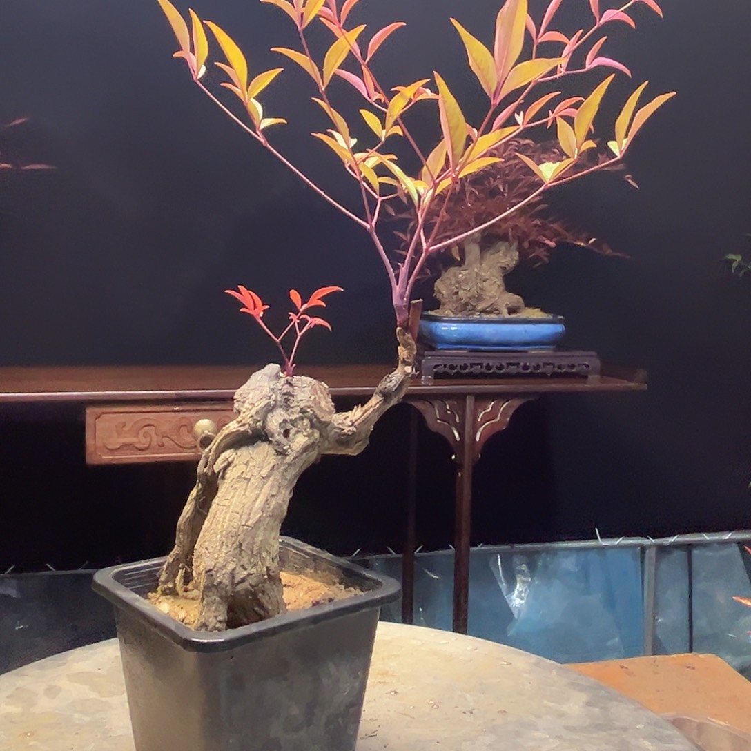 不开花植物00000011