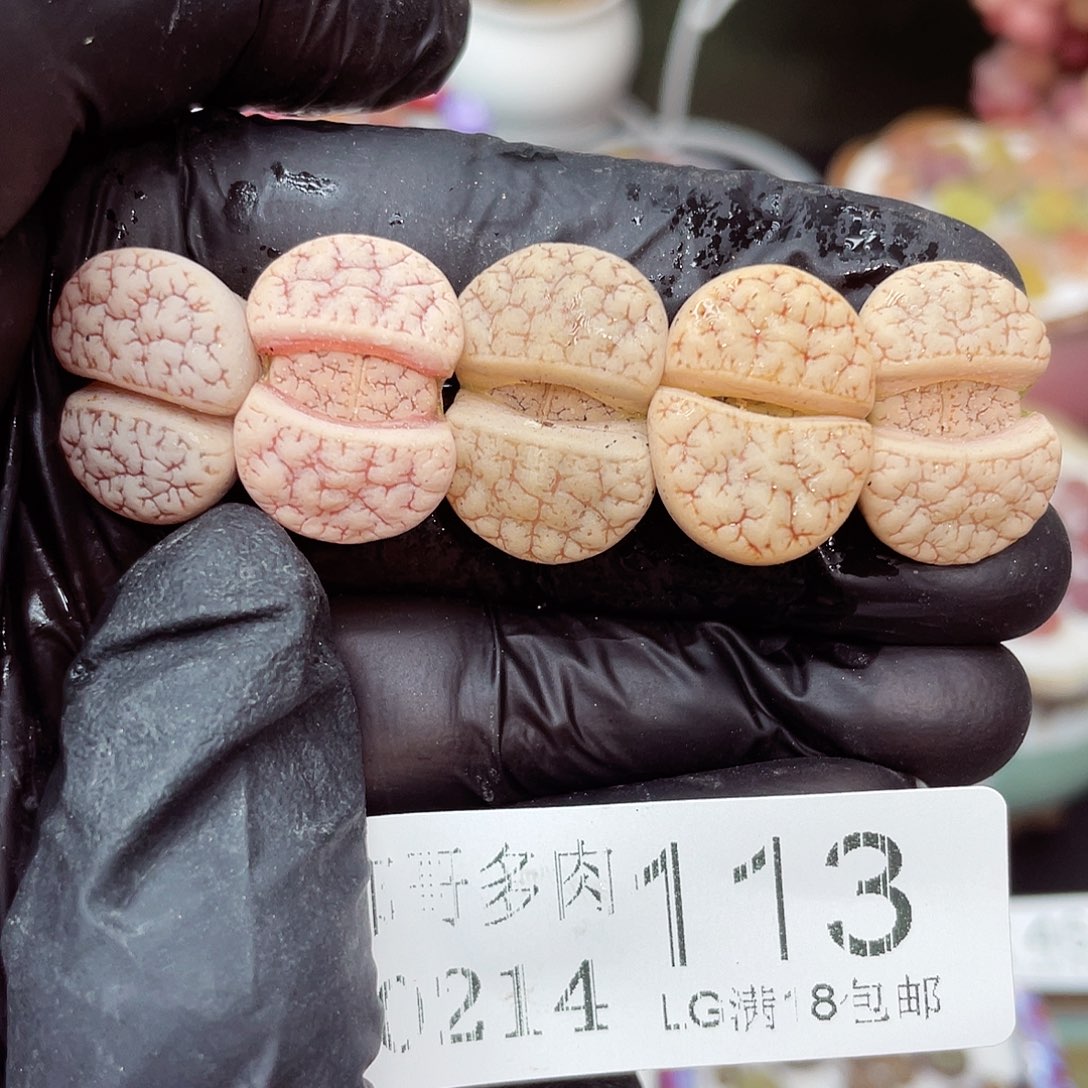 生石花满18包邮14-113