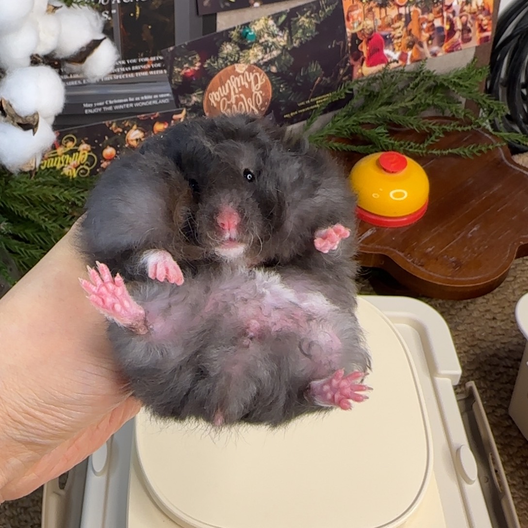 卷毛煤球妹妹10.18生日