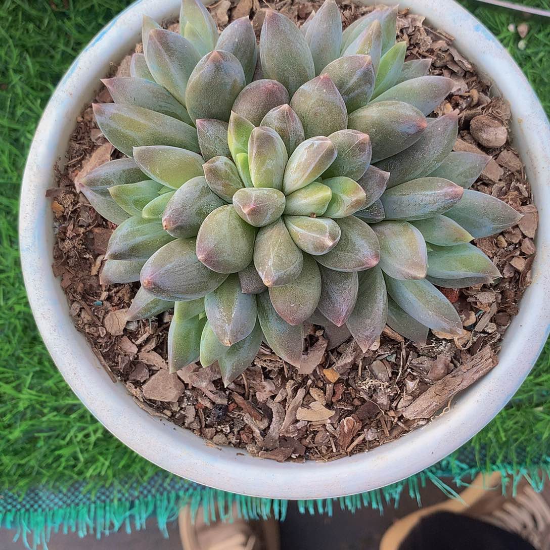 重楼群多肉植物大群