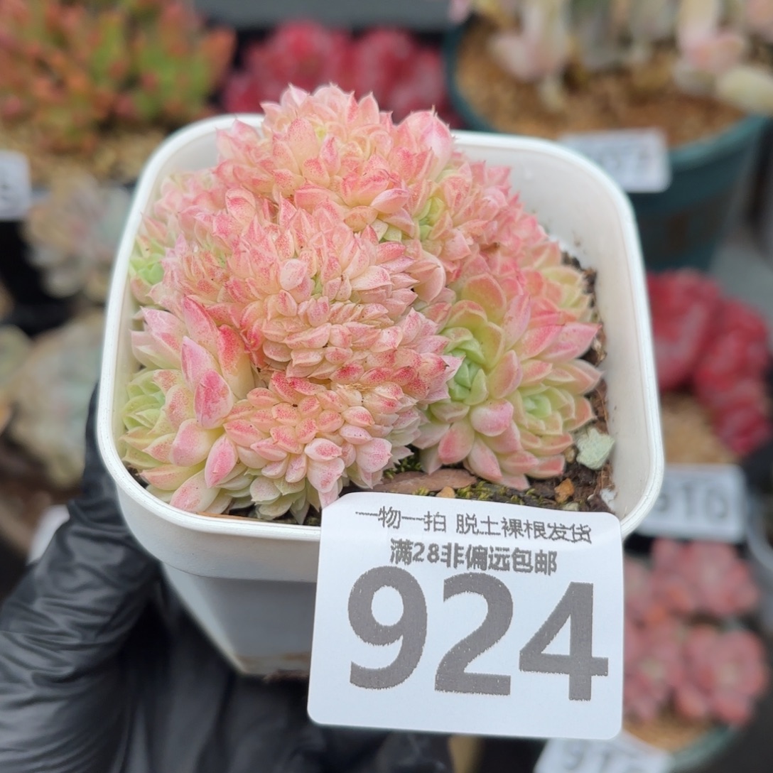 羊脂球缀化无盆土发货