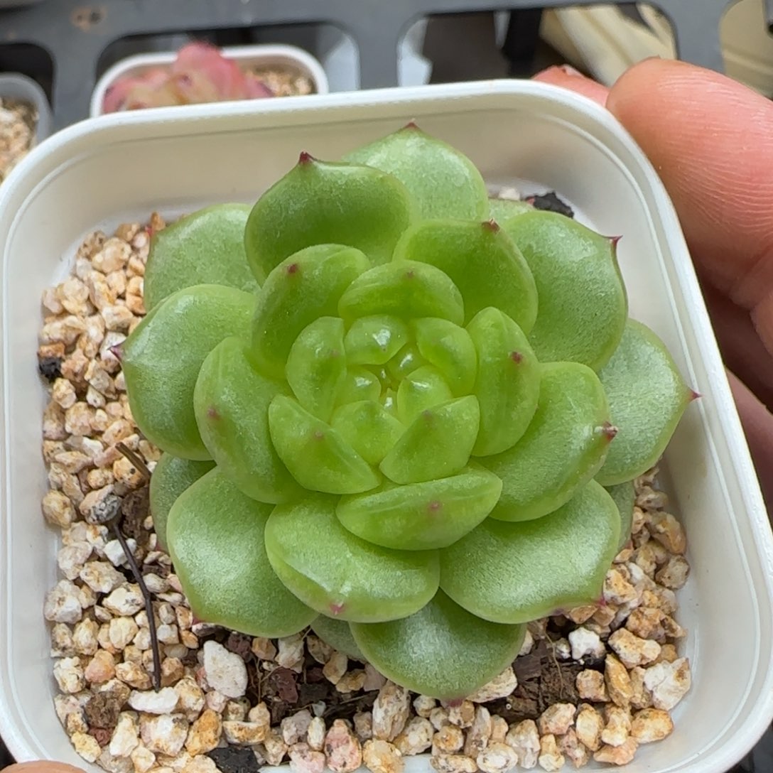 一物一拍灯泡珍妮24161
