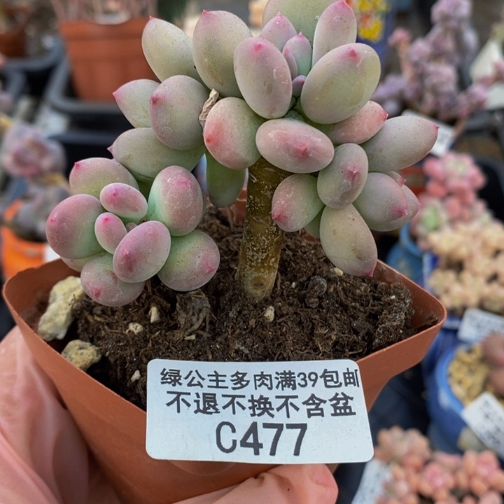 四代苹果奶6cm477多肉植物
